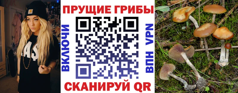 Галлюциногенные грибы Psilocybine cubensis Мурманск