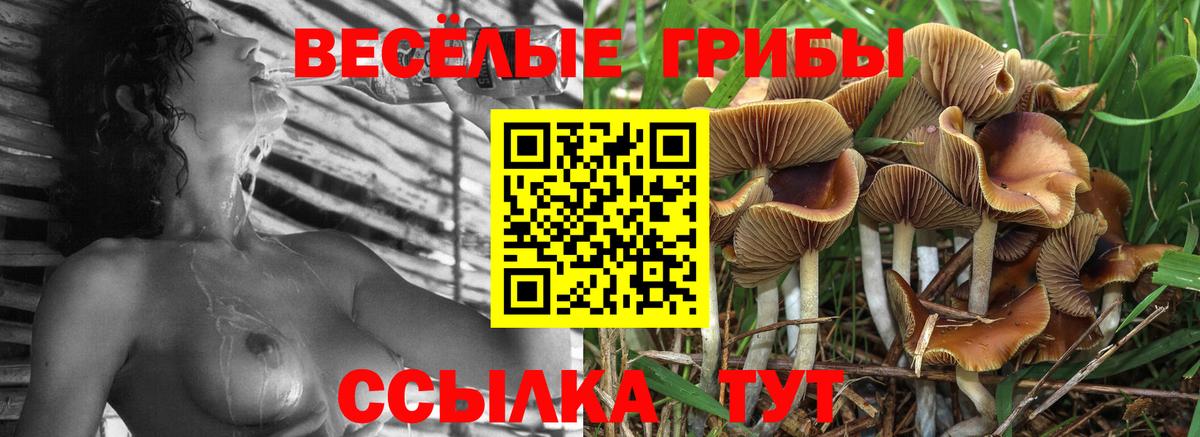 Псилоцибиновые грибы Psilocybe Мурманск